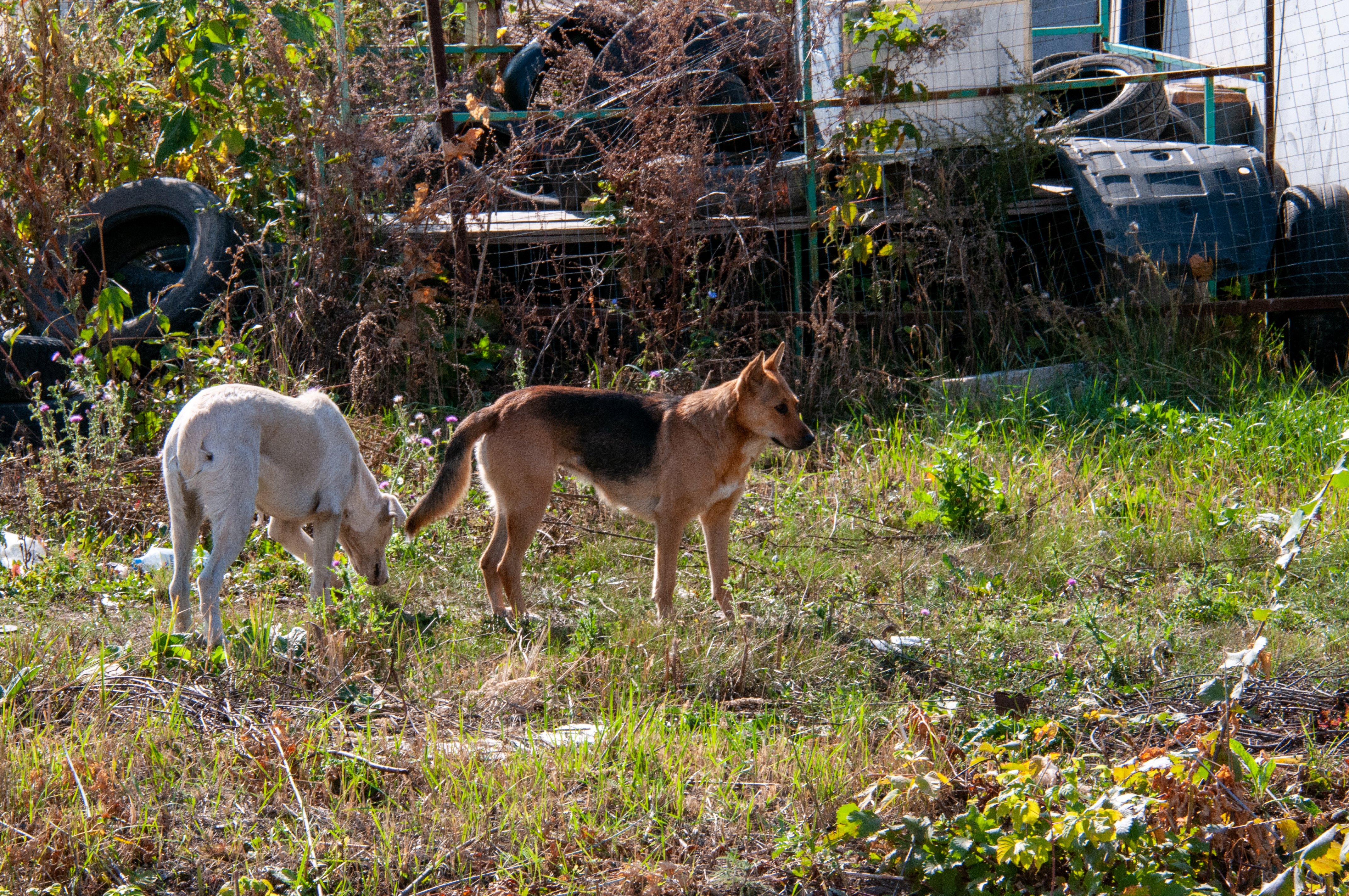 В Приморье возбудили дело об убийстве топором выброшенной на улицу собаки