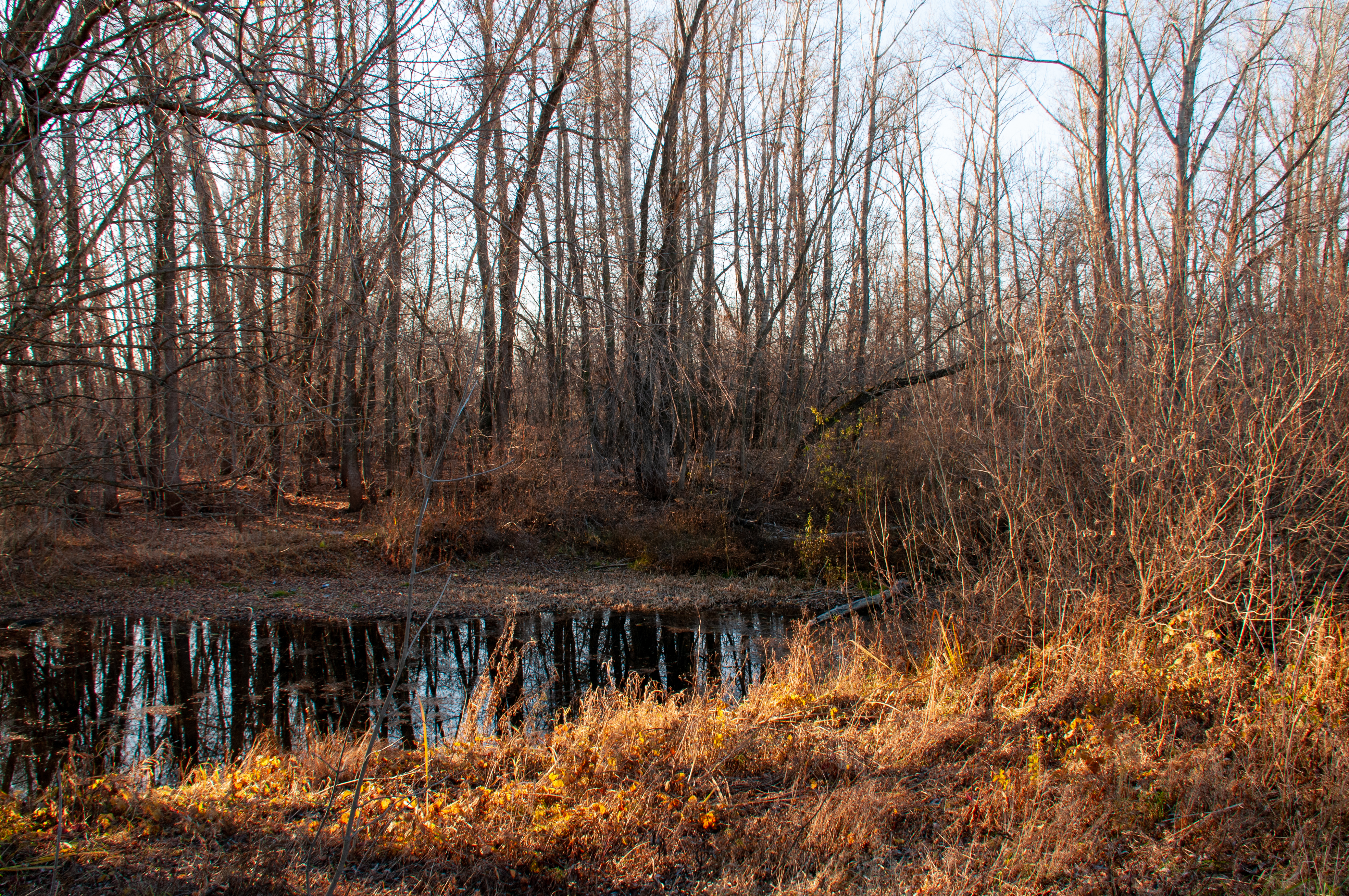В Петушках предприятие затопило лес канализацией и превратило его в болото