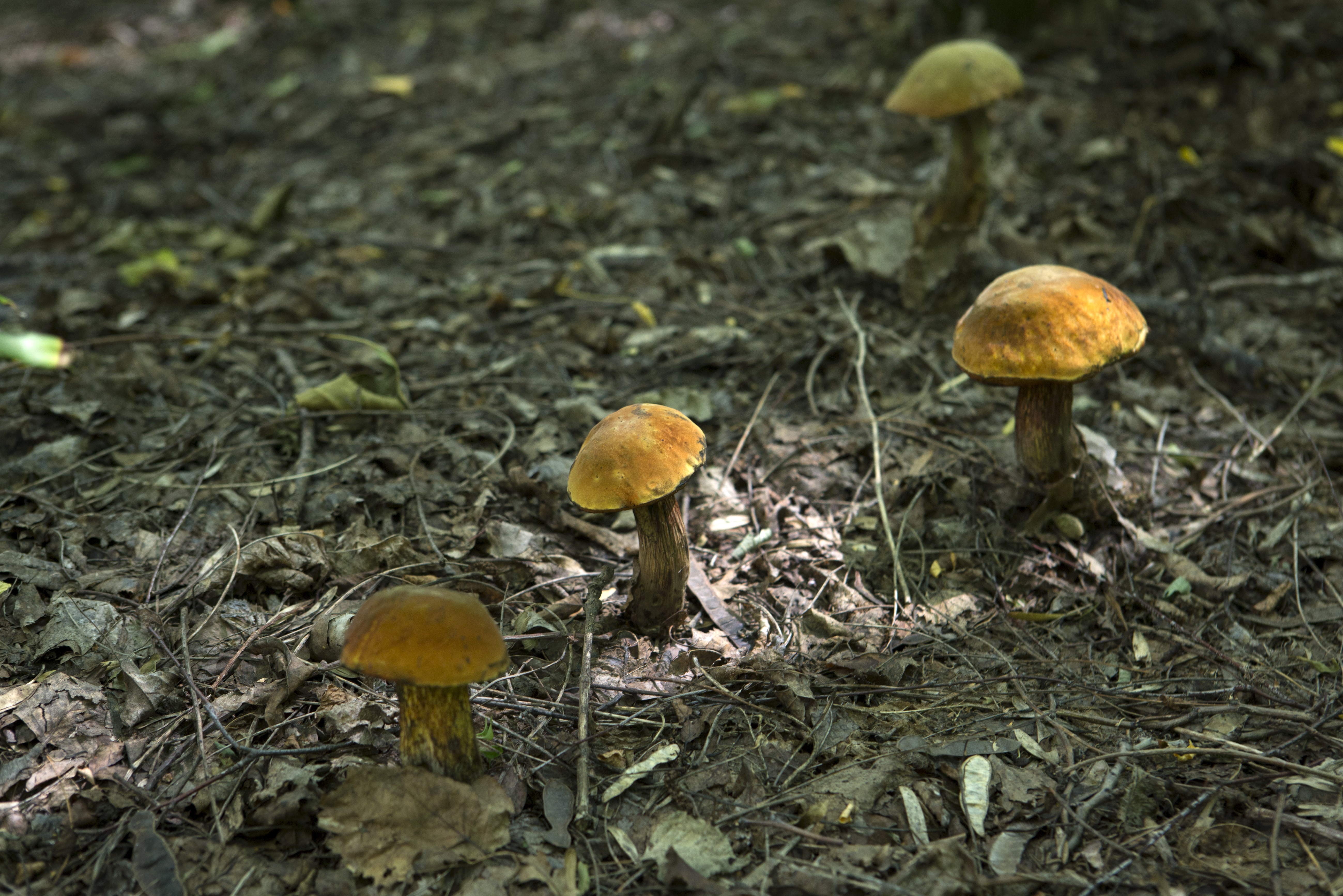 В Подмосковье назвали лучшие для сбора грибов округа
