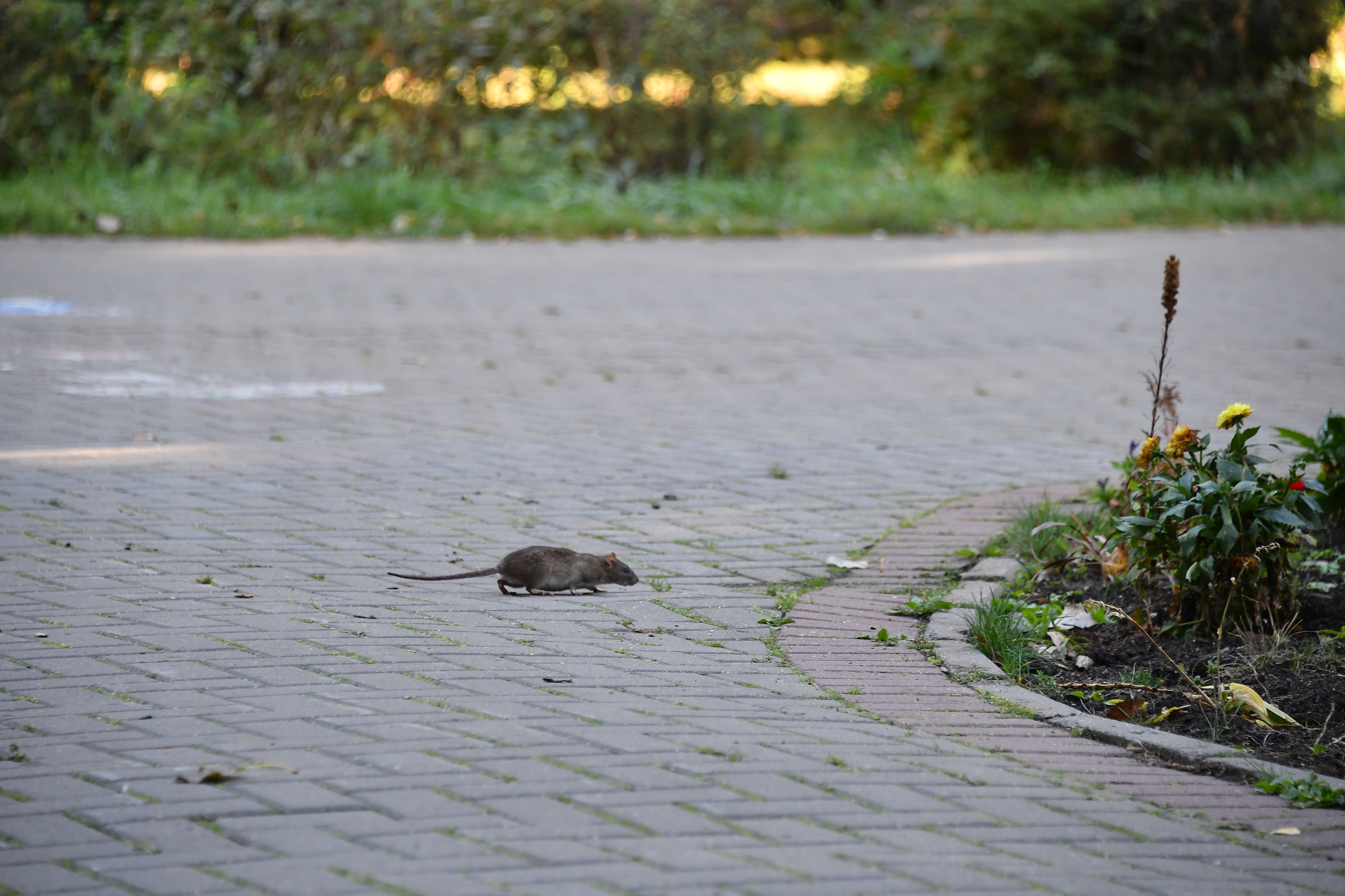 В одном из дворов Екатеринбурга местные жители обнаружили армию крыс