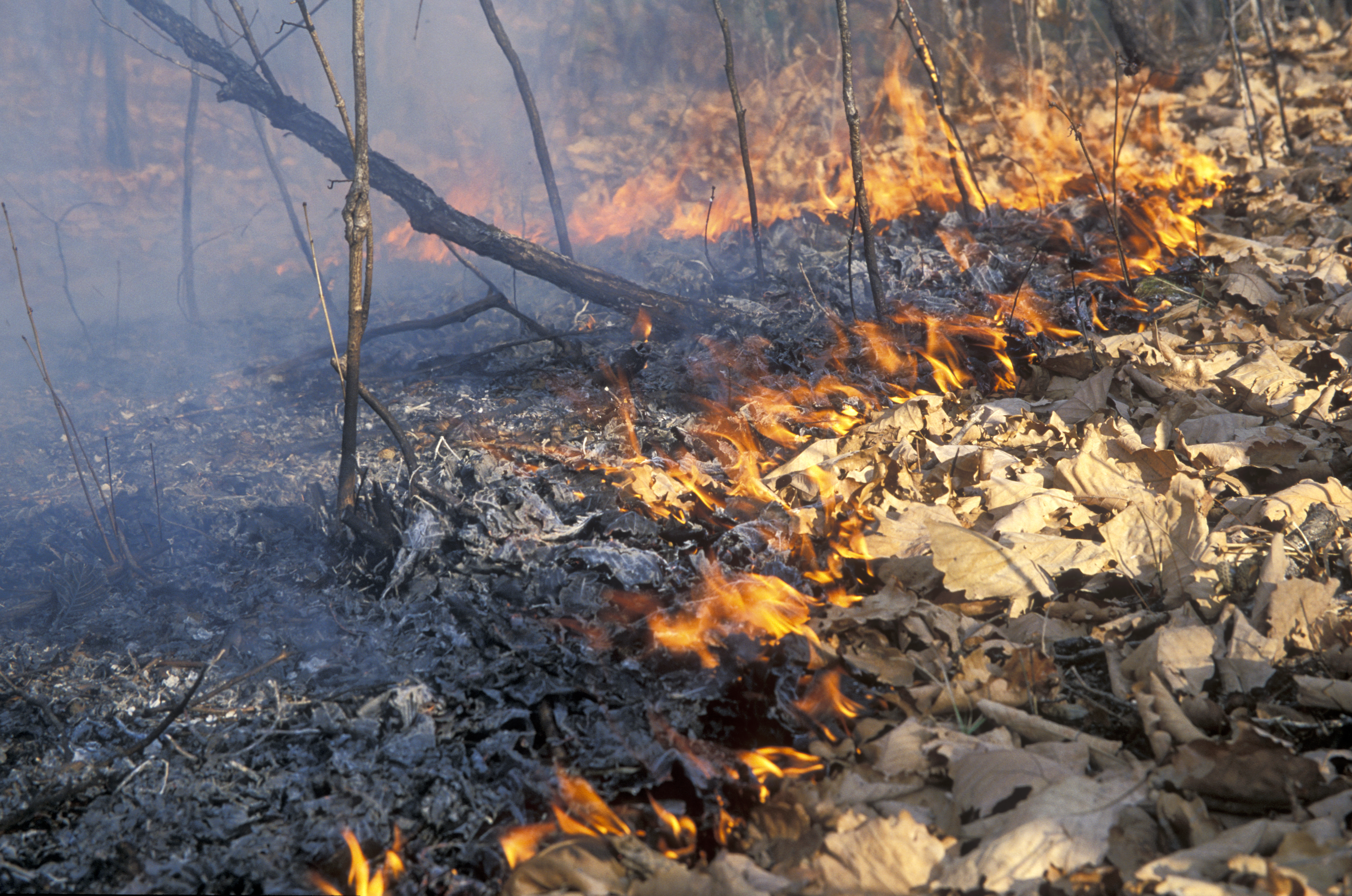Высокая вероятность лесных пожаров сохраняется в Нижегородской области