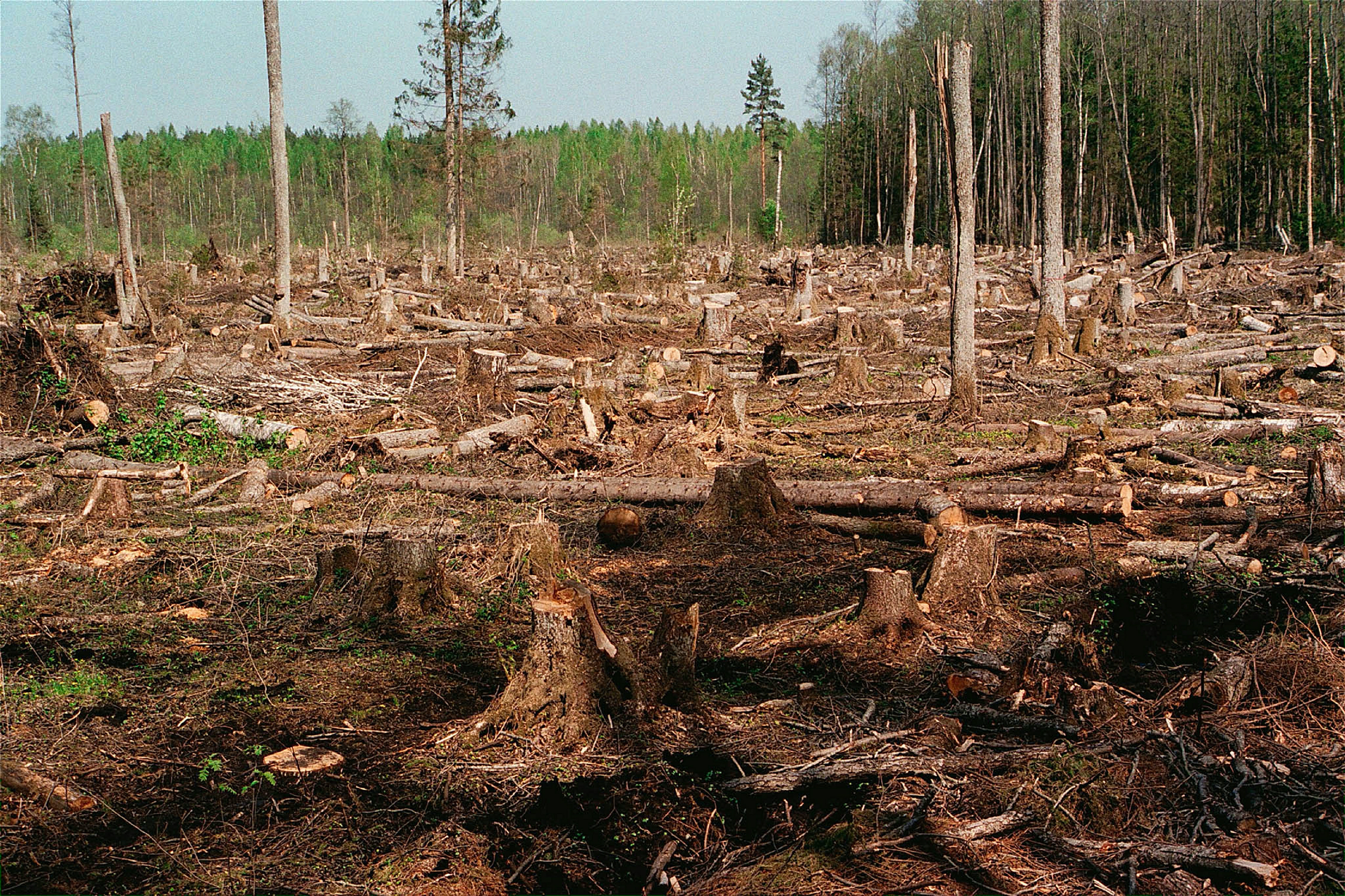 В Белореченске мужчина выдал себя за другого и вырубил лес на 2 млн рублей