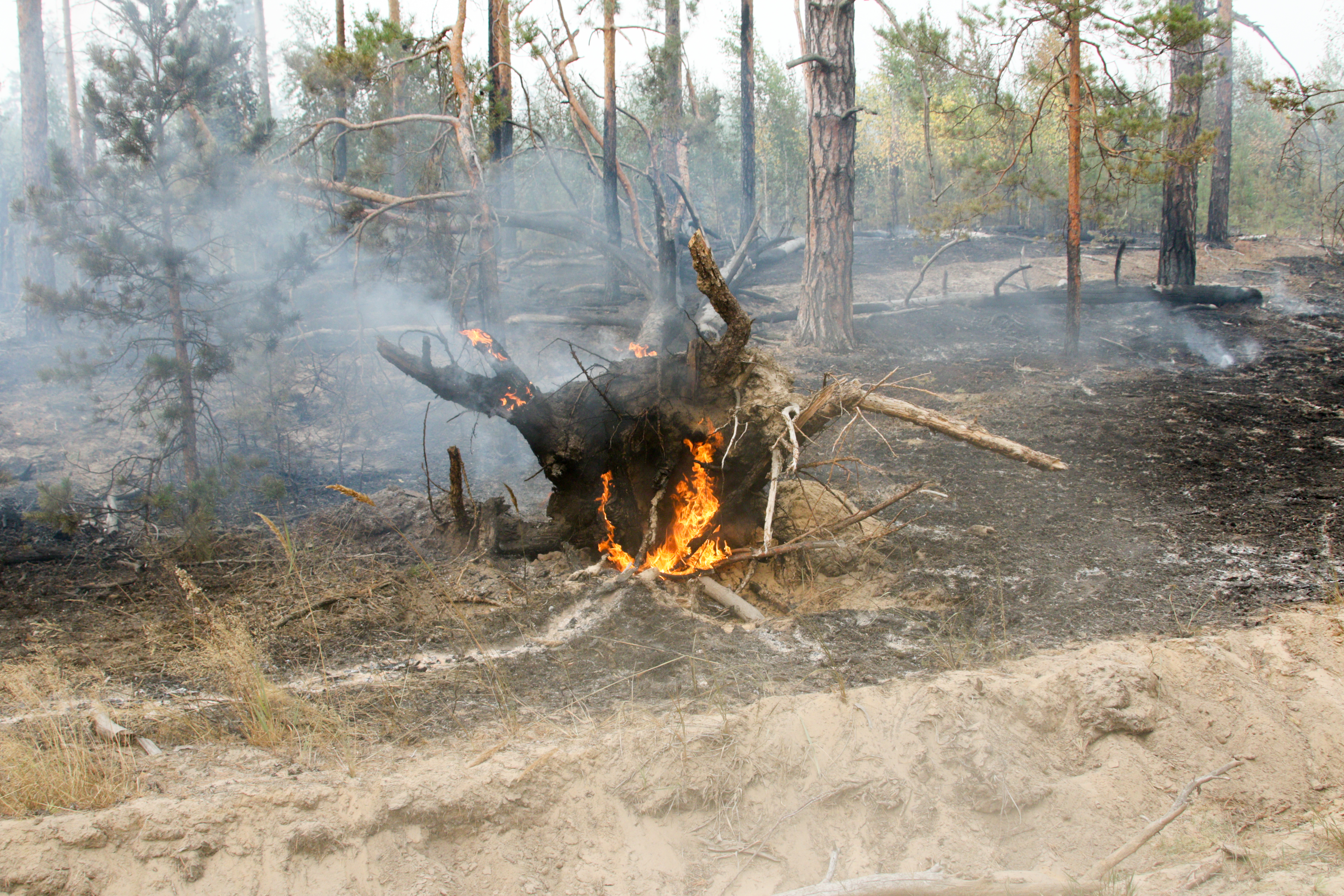 Юг Пермского края накрыло смогом от лесных пожаров в Ульяновской области