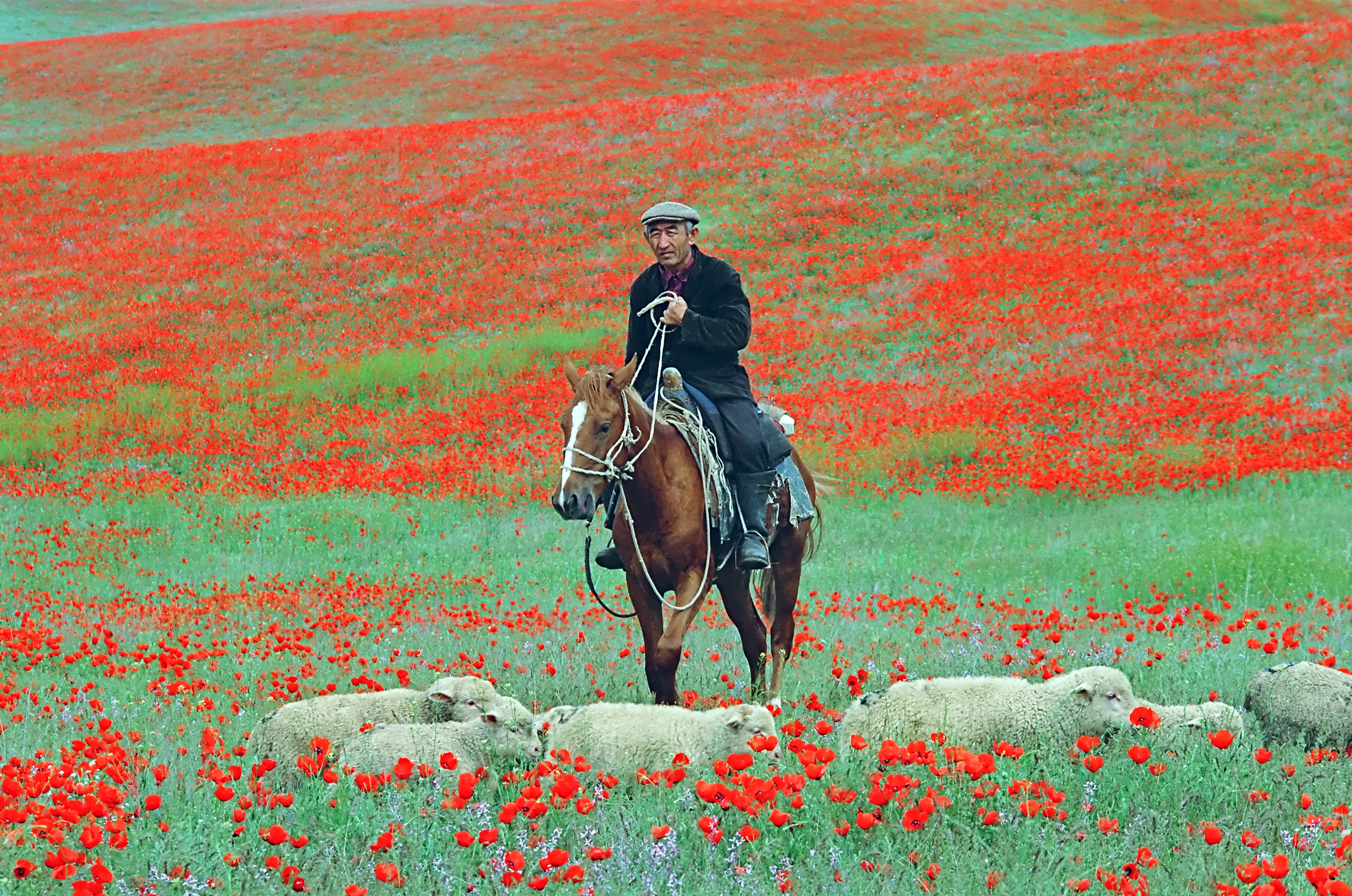 В степи живут люди. Чабан на лошади в степи Казахстана. Степные люди. Степи и человек. Фотосессия в степи.