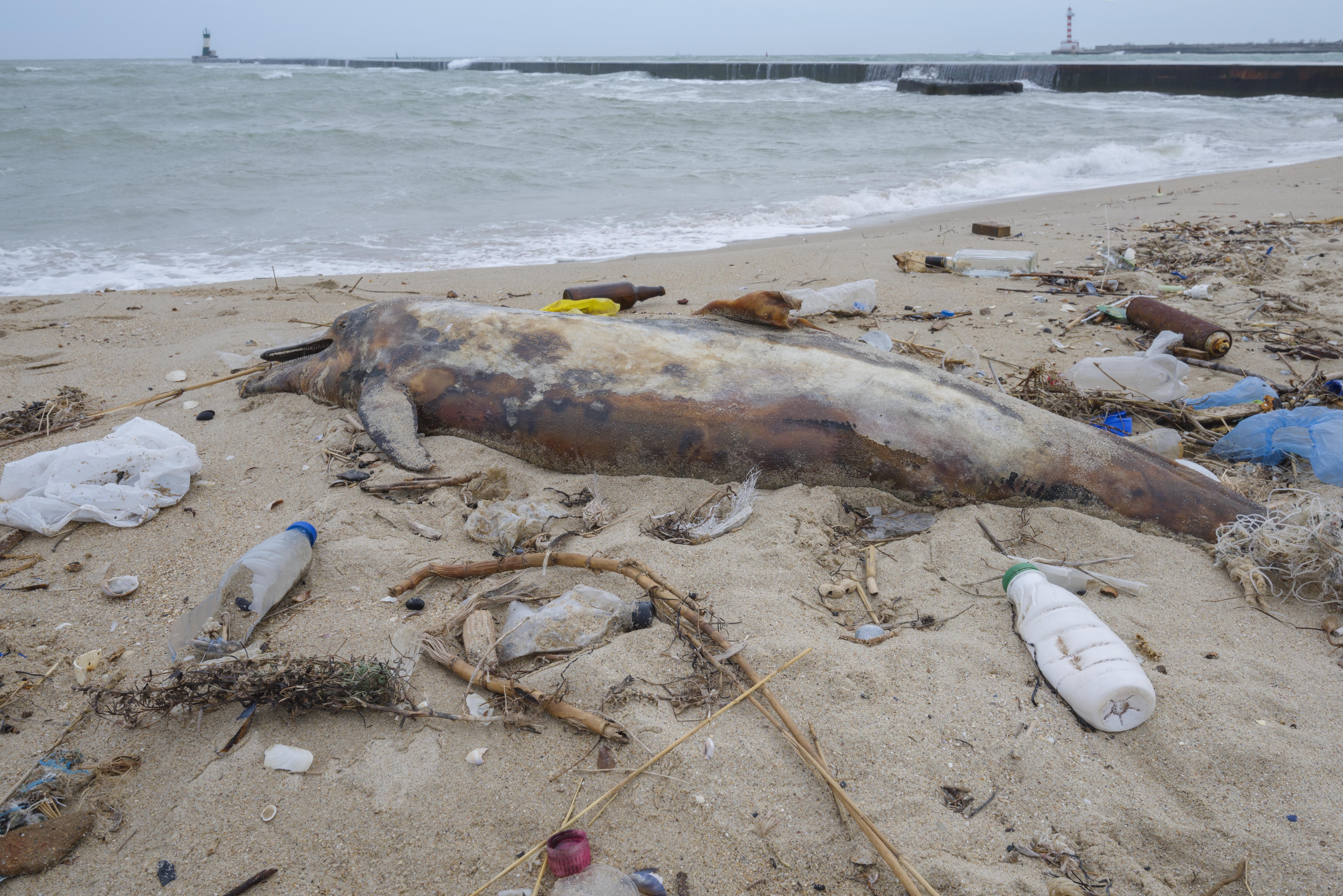 Халактырский пляж Камчатка гибель животных