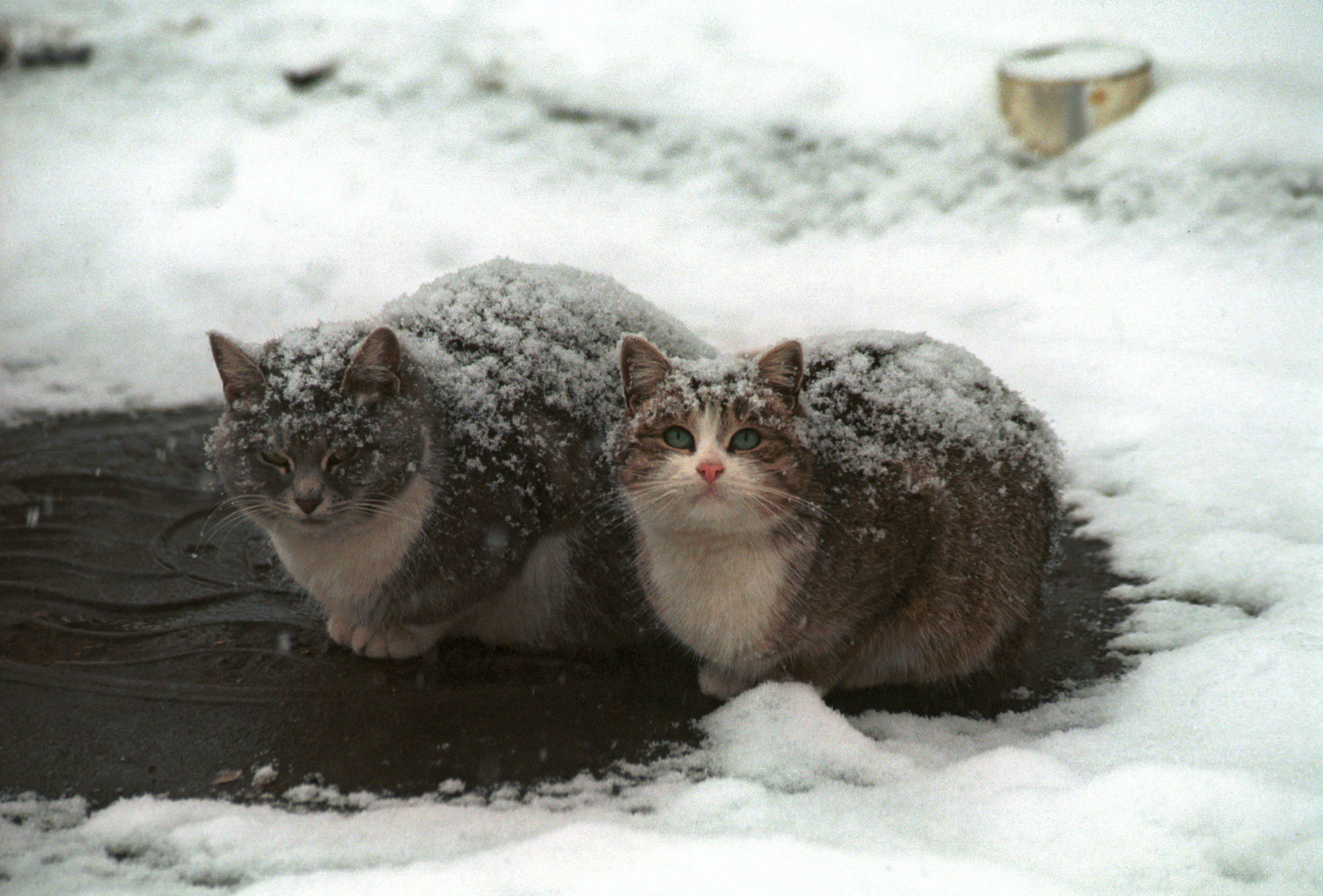 Животные на улице зимой