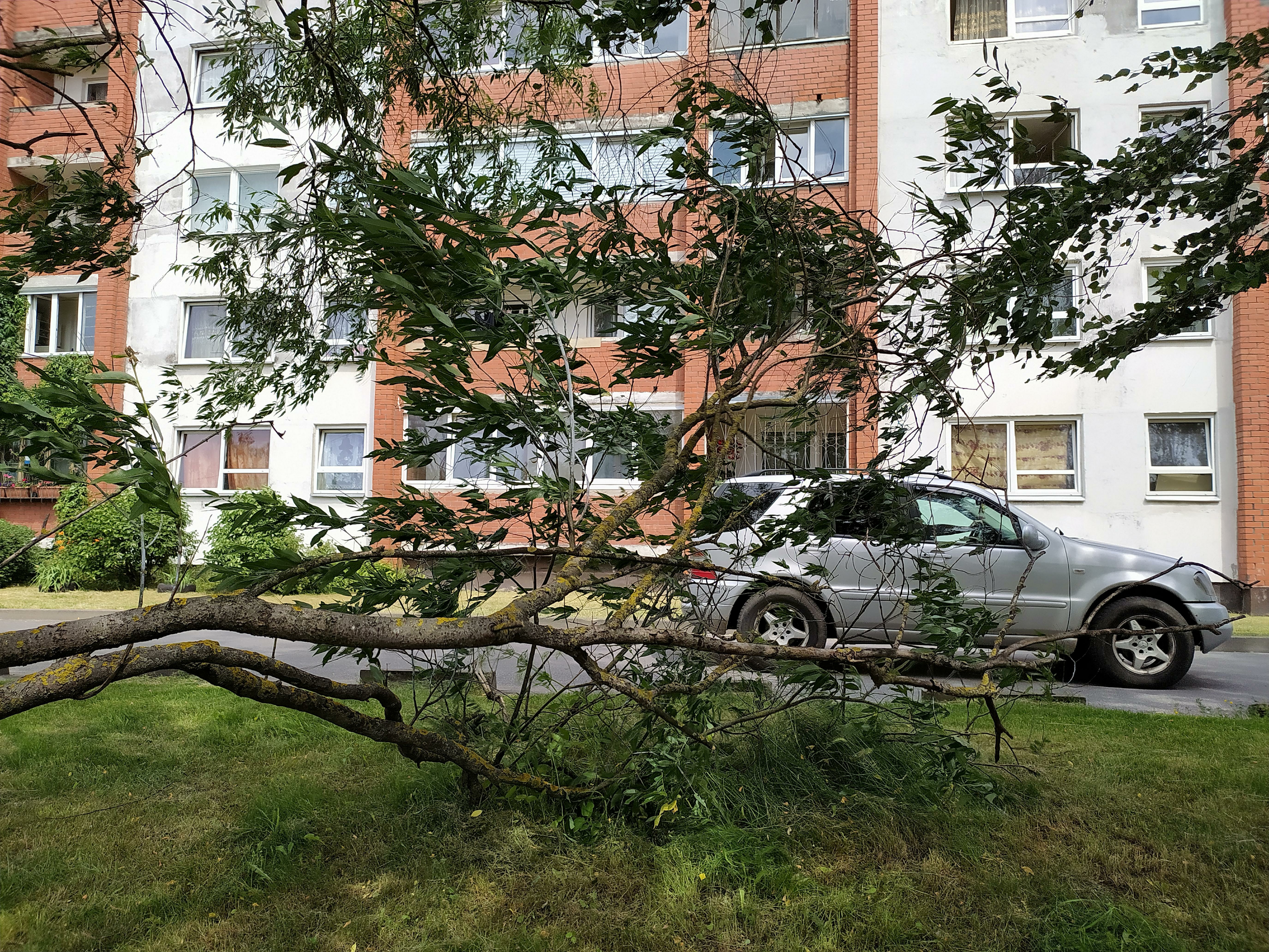 Буря в подмосковье. Ураган в Москве. Сильный ветер. Сильный ветер в лесу. Стихия в Курске.