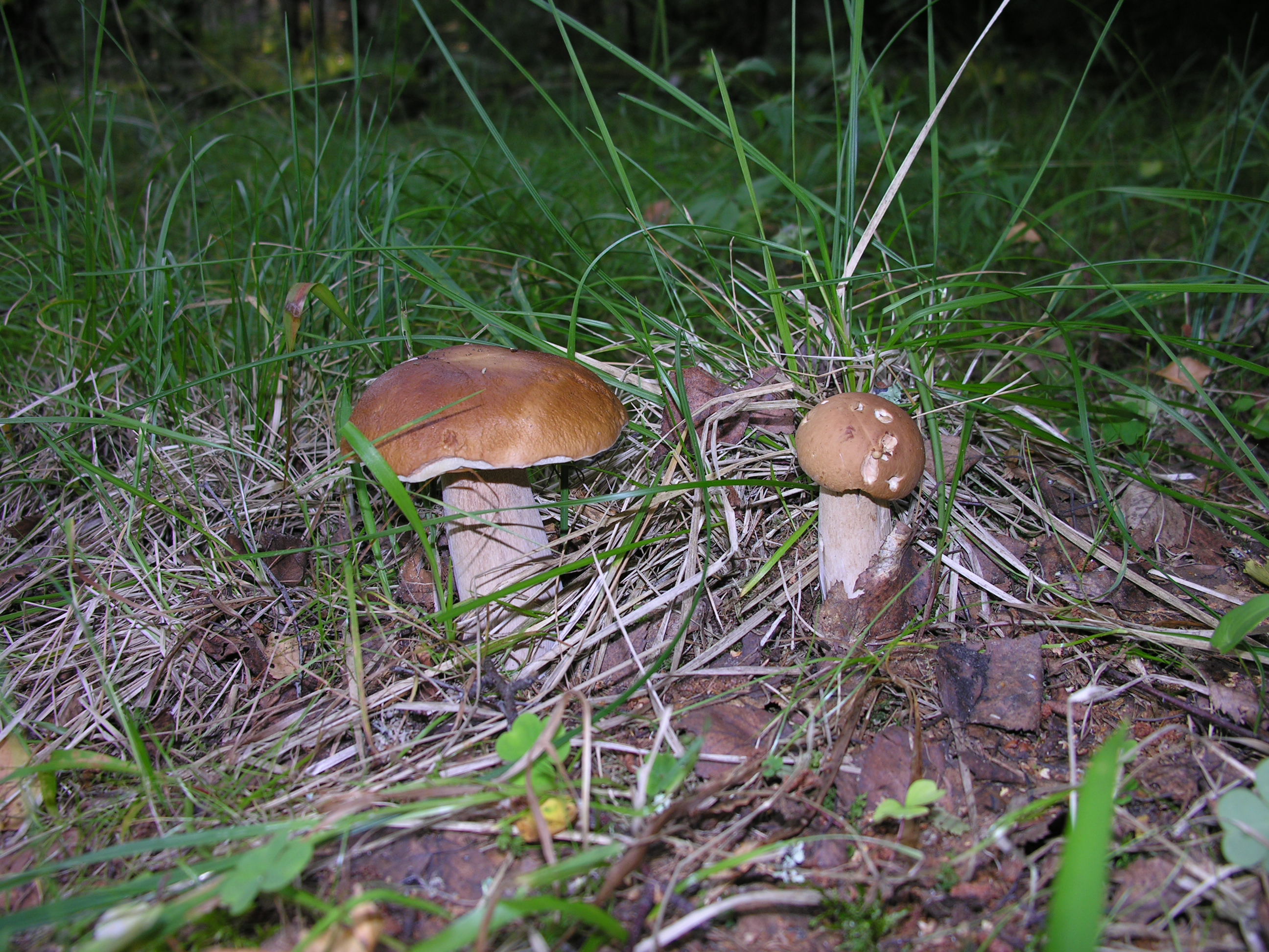 Как понять что грибы готовы. 10 Неядовитых грибов. Грибы подколючники или аднабочки. Как распознать Лесные грибы Ульяновской области. Что за гриб определить по фото.