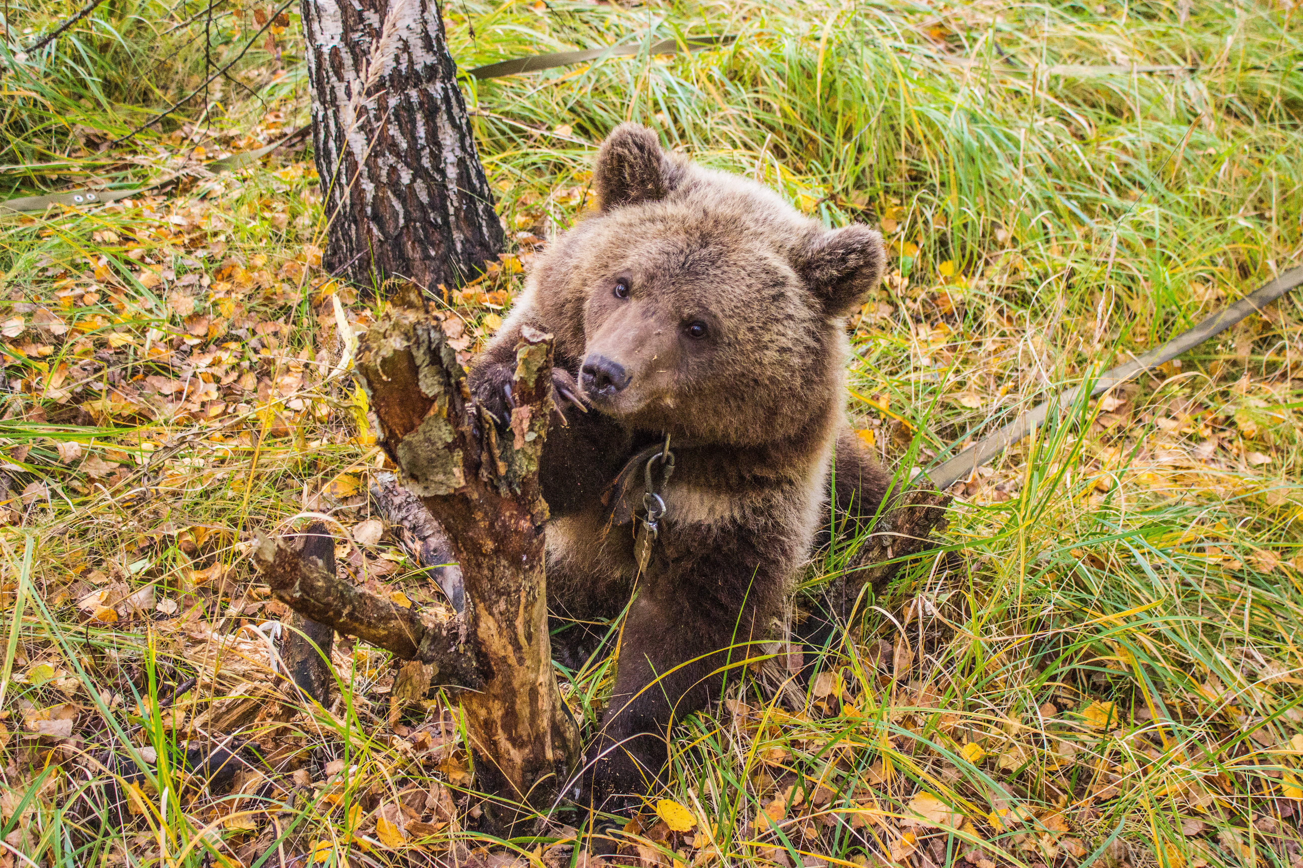 Медведи в Челябинской области