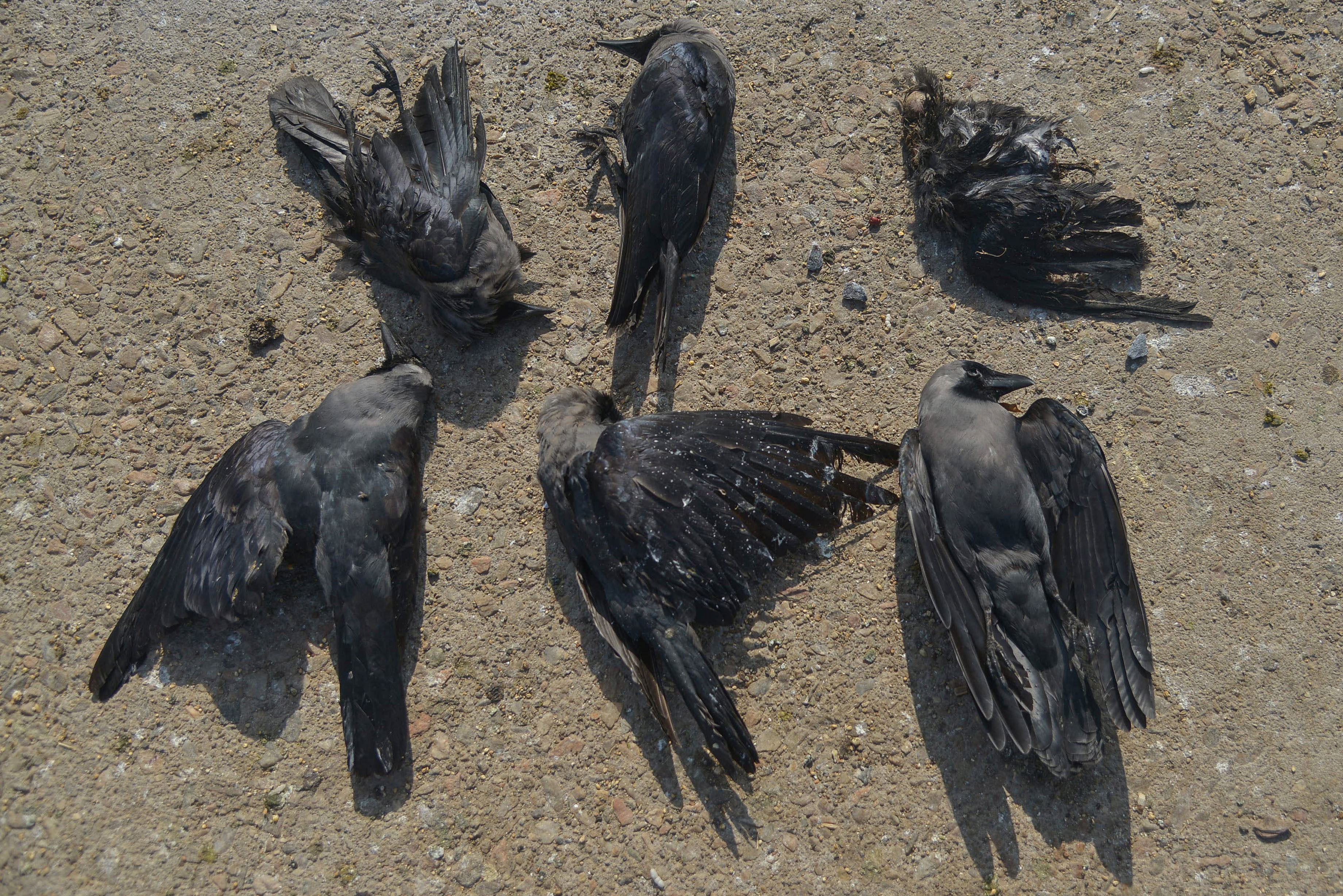 Птицы гибнут
