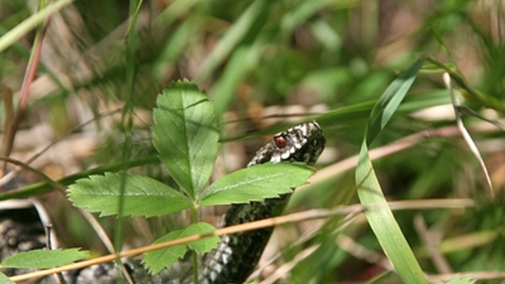 Убивать нельзя: В Подмосковье начался сезон гадюк