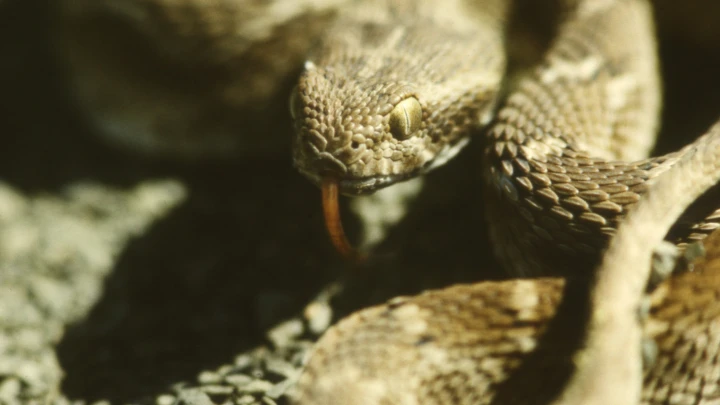 Mash: русский турист умер на Бали от укуса ядовитой змеи после месяца комы