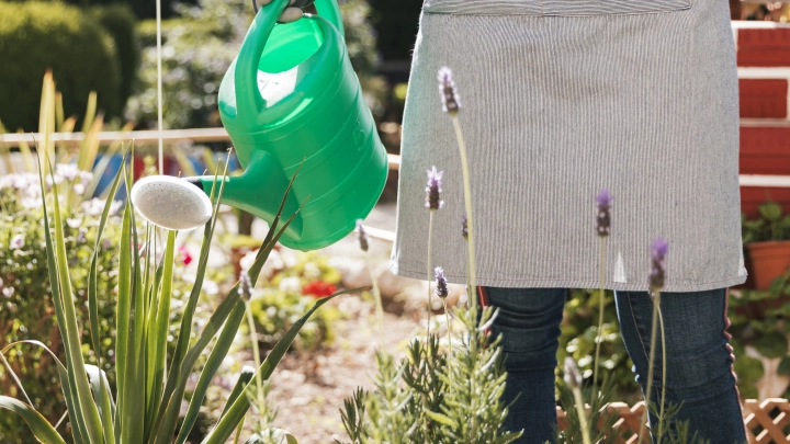 Как не погубить растения: биолог рассказала, какими напитками со стола категорически запрещено поливать цветы