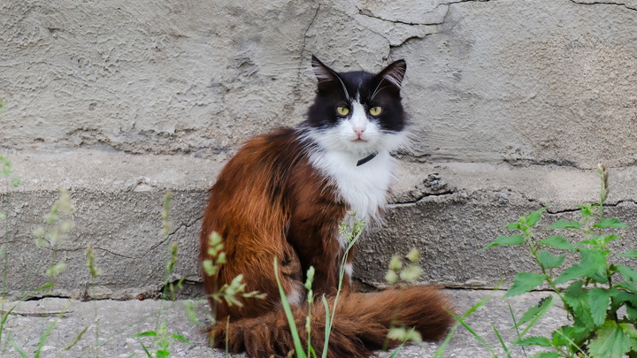 Кошачьи суперспособности: почему мурлыканье считается лечебным?