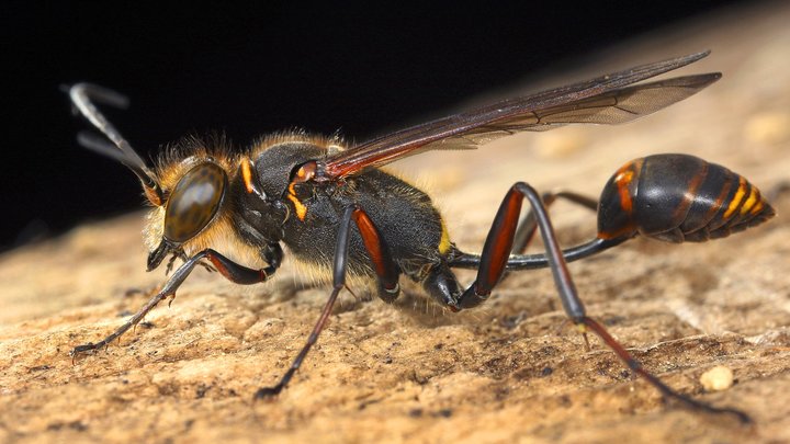 Москва подверглась нашествию огромных южных ос. Во всём виновата жара