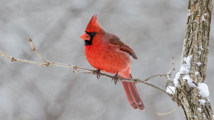 Её реально всё раздражает! В природе нашли настоящую сердитую птичку из Angry Birds