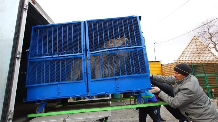Перед полетом из Челябинска в Танзанию на частном Боинге льву Симбе не дали мяса