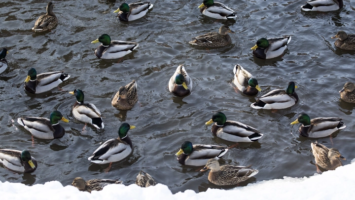 Бакланы знатно кусаются: житель Сызрани сумел спасти 150 замазученных птиц у берегов Анапы