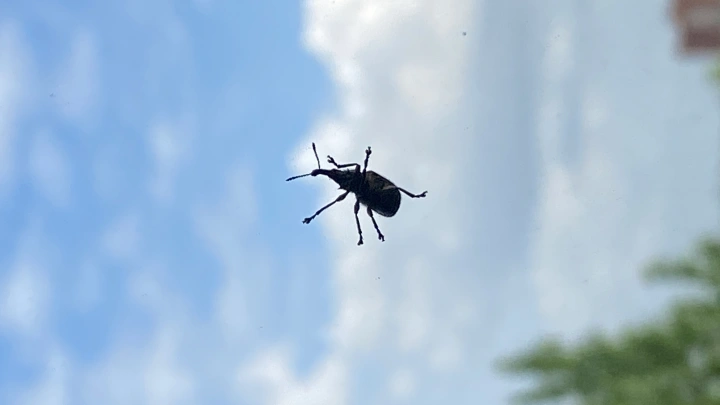 Франция столкнулась с новым противником: Квартиры кишат паразитами