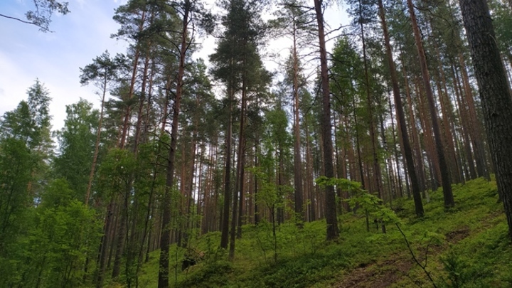 В лесу Кузбасса введен карантин из-за опасного насекомого
