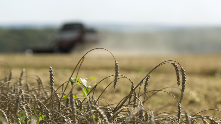 Ковид и войны сменит голод. Череда катастроф продолжится. И это не просто предсказание