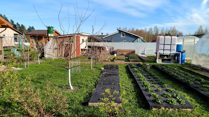 Огородники России бьют тревогу: заморские вредители уже захватывают территорию