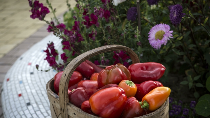 Может спровоцировать камни: что будет, если перебрать с аскорбинкой