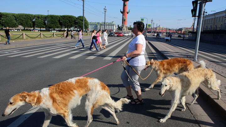 Как не получить штраф за выгул собаки