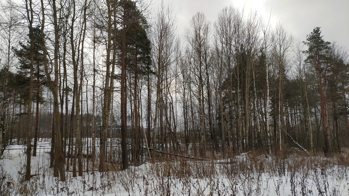В Ростове прекращено уголовное дело из-за провала благоустройства в парке Вересаева
