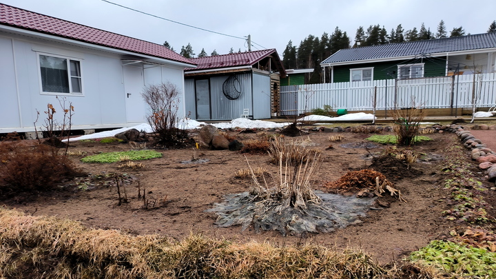 Берёза подскажет: агроном назвала оптимальные даты посадки лука и редиса в Сибири