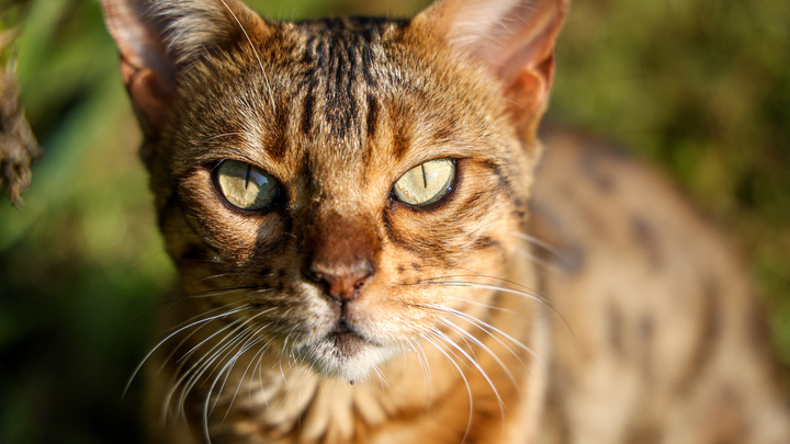 Ученые выяснили, как наличие домашних питомцев может быть связано с трудностями с математикой