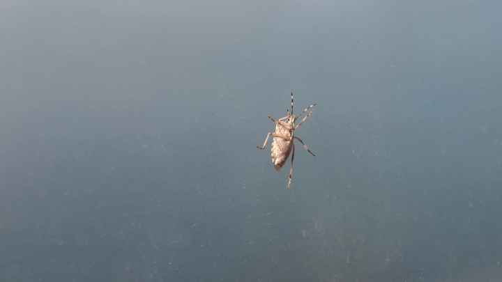 Франция обвинила Россию в атаке клопами