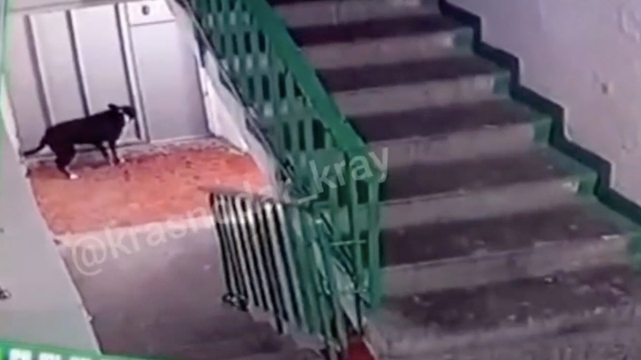 МВД организовало проверку по факту нападения мужчины на собаку в Новороссийске