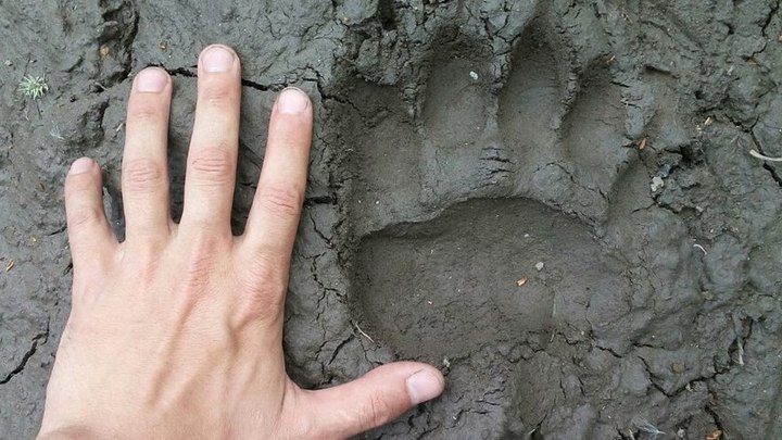 Под Клином нашли следы медведей