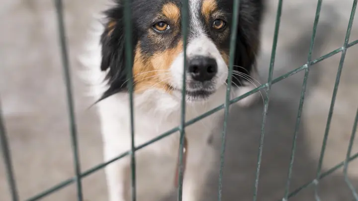 Убийство бродячих собак противоречит Конституции. Общественная палата не поддержала закон об эвтаназии