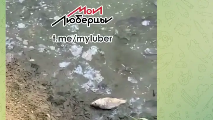 Жители Люберец жалуются на массовую гибель рыбы в реке Пехорка
