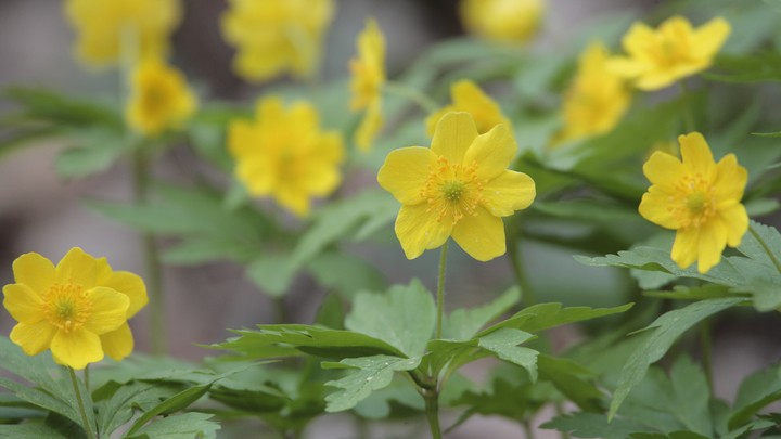 Погода в Краснодарском крае на апрель: Месяц будет дождливым, но теплым