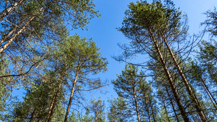 Педиатр дала советы по подготовке отдыха на природе с детьми