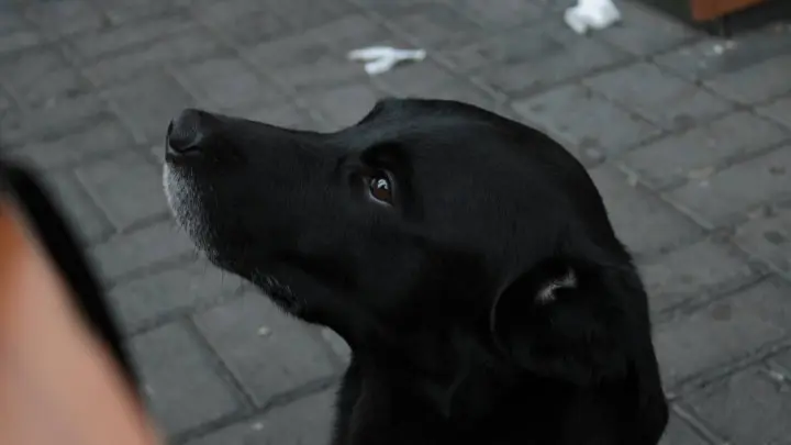 Больше равно дороже: общественник Попов призвал ввести налог за выгул собак