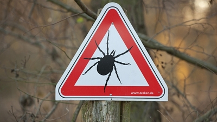 Клещи наступают: Где в России опасность этих насекомых выше всего