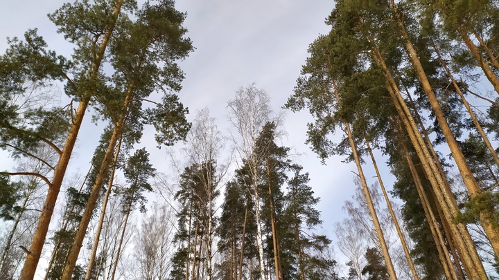 В Нижнем Новгороде застройщиков обяжут сажать деревья рядом с новостройками