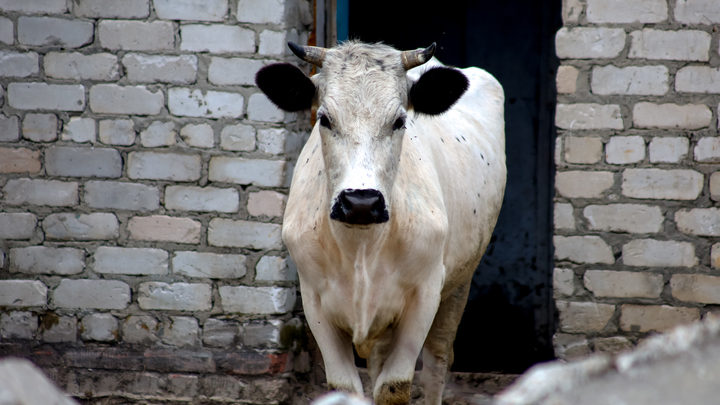 Разливают на заводе-призраке: в Северодвинске нашли поддельное молоко с заправки