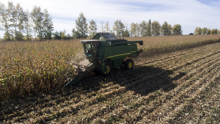 На Кубани селекционеры вывели Мамонта - гигантский сорт сои