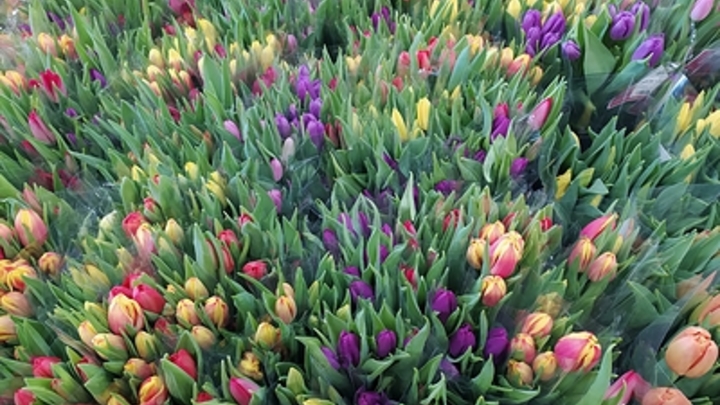 На клумбах Краснодара этой весной высадят более 350 тыс. цветов