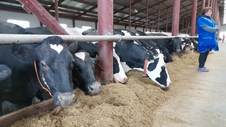 В Новосибирской области в полном объёме выплатили компенсации за потерю скота в результате изъятия