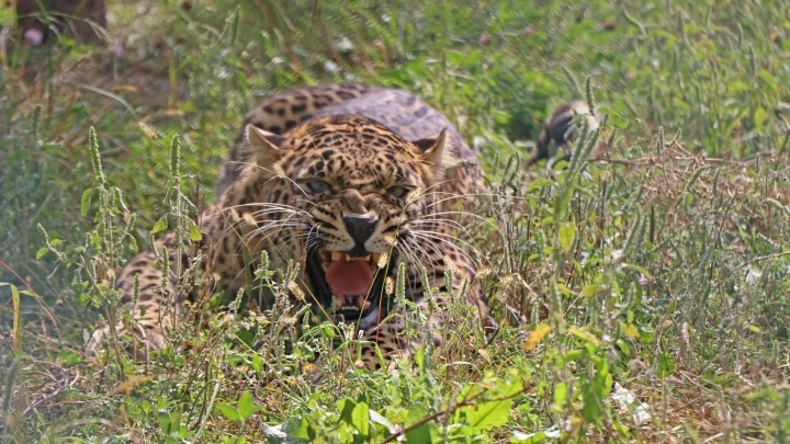 Растолстевшие леопарды принялись нападать на людей в Индии