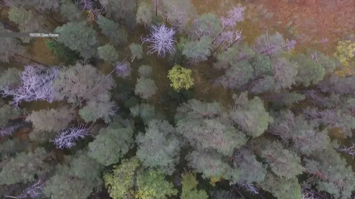 Новые зацепки в деле Усольцевых — лес, труп, скелеты: Ирина могла подсказать, где их искать