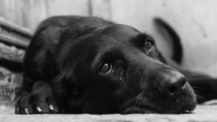 Более 1300 собак и 200 кошек ищут новый дом в сервисе Моспитомец