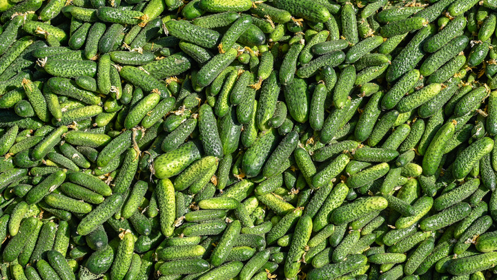 Идеальный рецепт для перезревших огурцов: Быстрая заготовка