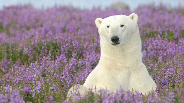 Мужик, постой, я спросить хочу!: Что осталось за кадром тревожно-смешного видео с медведем из Шпицбергена